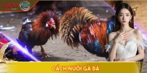 cách nuôi gà đá