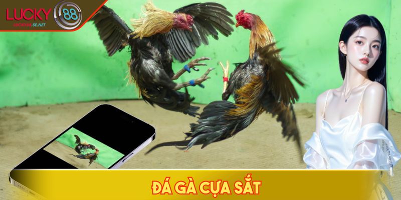 Đá Gà Cựa Sắt - Khám Phá Những Pha Hạ Đòn Chớp Nhoáng 1 Đá gà cựa sắt