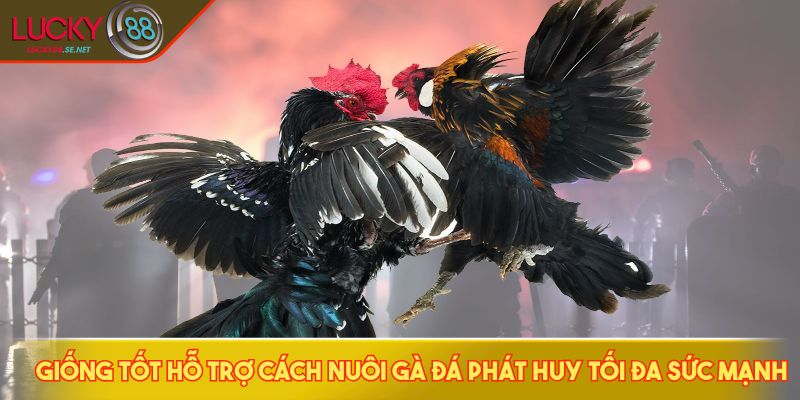 Cách Nuôi Gà Đá - Bí Quyết Giúp Chiến Kê Sung Mãn Lâu Dài 2 Giống tốt hỗ trợ cách nuôi gà đá phát huy tối đa sức mạnh