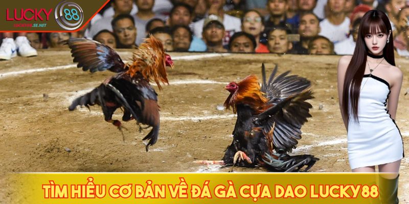 Tìm hiểu cơ bản về đá gà cựa dao LUCKY88